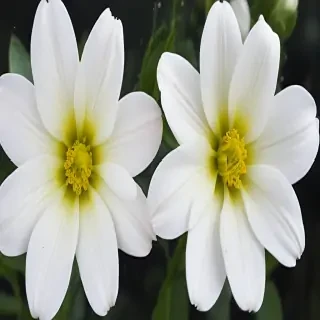 background white flower