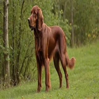 irish setter dog breed