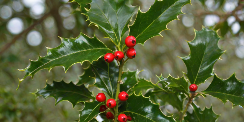 images of holly