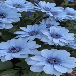 blue flowers aesthetic