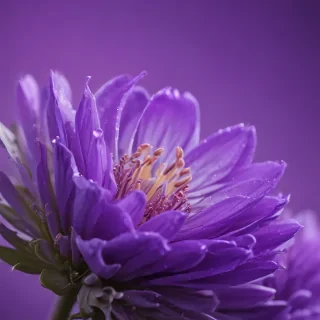 cute purple wallpaper for iphone