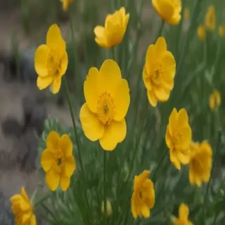 buttercup flower