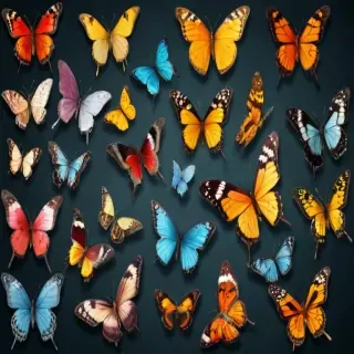 butterflies png