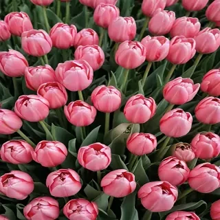 tulips wallpaper aesthetic