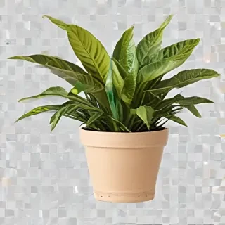 indoor plant png