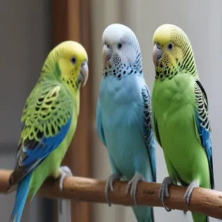 budgies