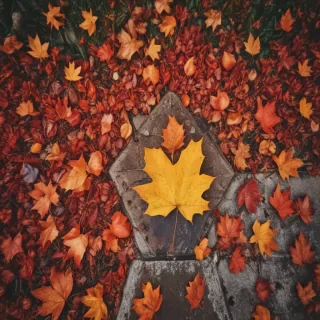 fall iphone wallpaper