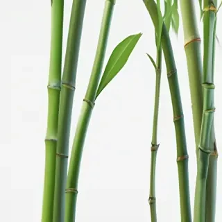 bamboo png