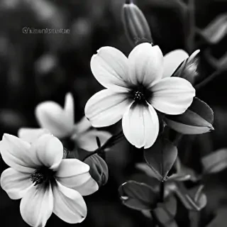 thank you black and white