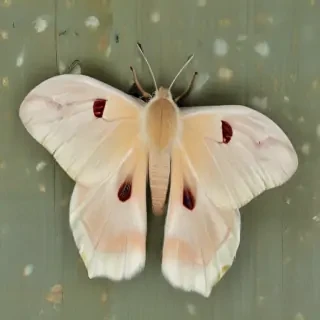 silk moth