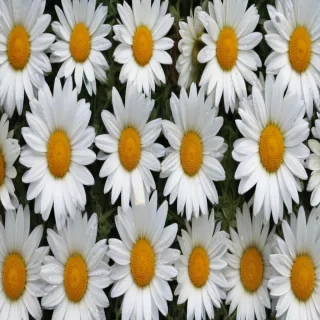 wallpaper daisy flower