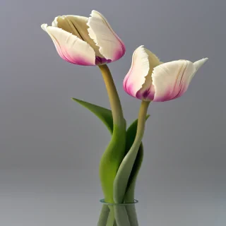 tulip flower