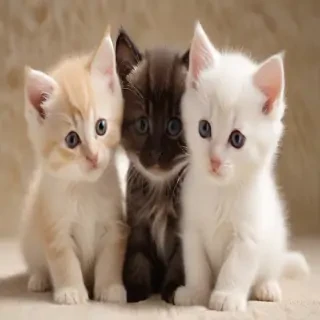 kittens wallpaper