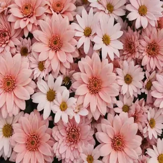 wallpaper aesthetic flowers