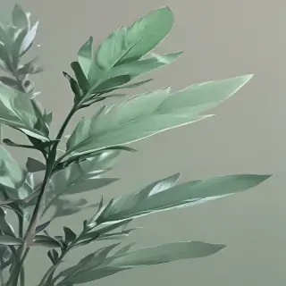 sage aesthetic wallpaper