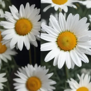 aesthetic daisy wallpaper