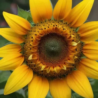 sunflower computer wallpaper