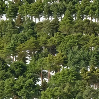 trees no background
