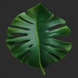tropical leaf png