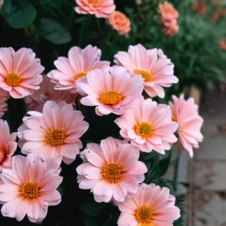 cute aesthetic wallpapers flowers