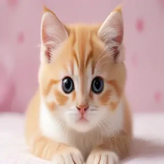 wallpapers of kitties