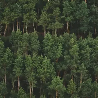 trees background