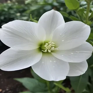 transparent white flower