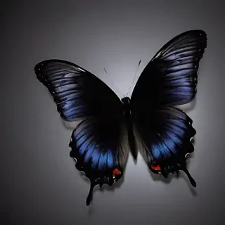 black butterfly wallpaper hd