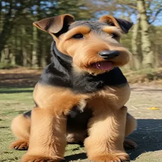 airedale terrier