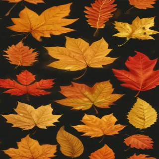 fall leaf png