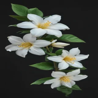 jasmine flower png