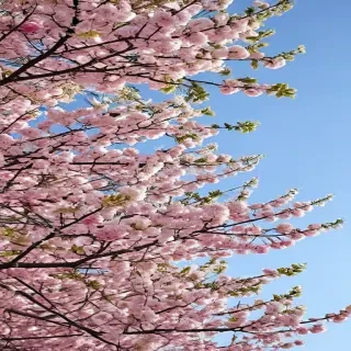 springtime wallpaper