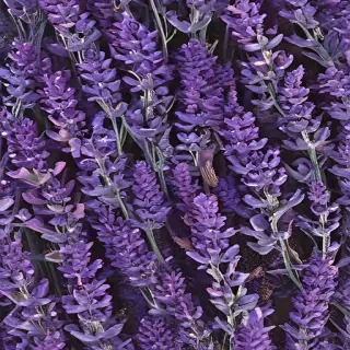lavender phone background