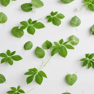 green on white background