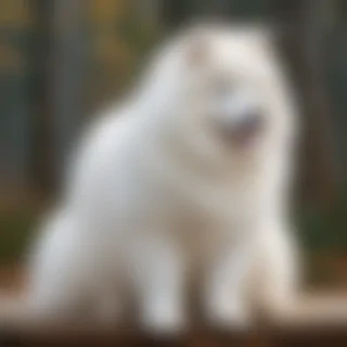 samoyed dog