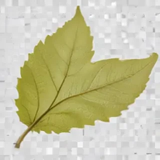 leaf png transparent