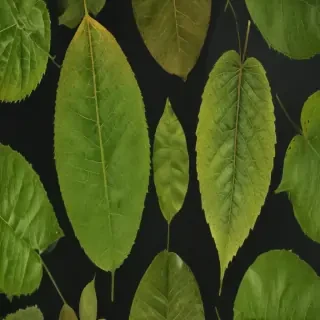leaf transparent background