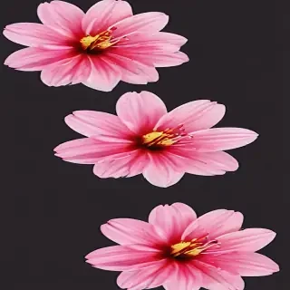 pink flower png