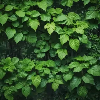 background with green leaves
