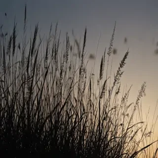 grass silhouette
