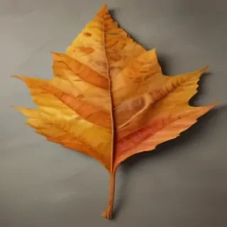 fall leaf png
