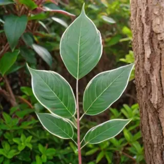 transparent plant