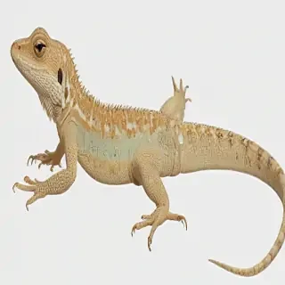 lizard transparent