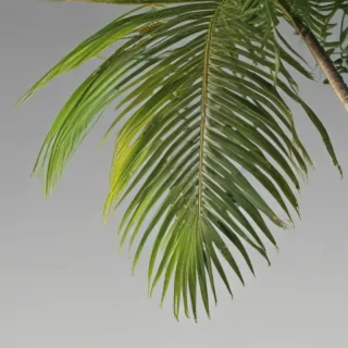 palm tree leaf png