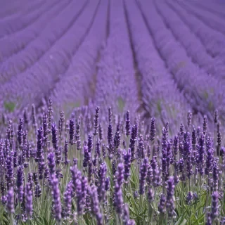 lavender background