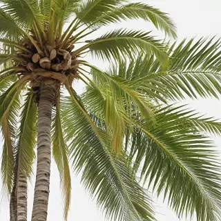 palm tree transparent background