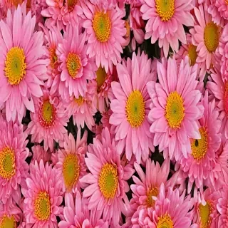 chrysanthemum png