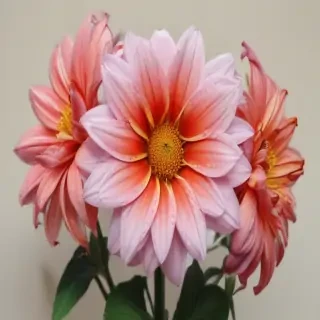 flowers to draw in color