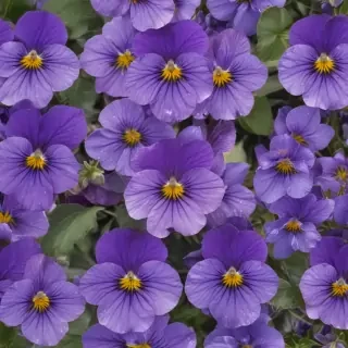 violets png