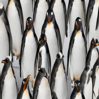 penguin background